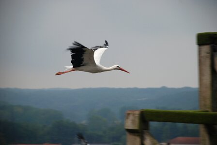 Bird float fly