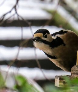 Great spotted woodpecker forest attention