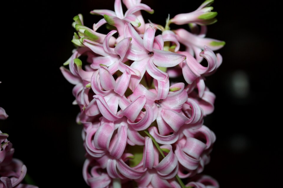 Flower hyacinth flowering