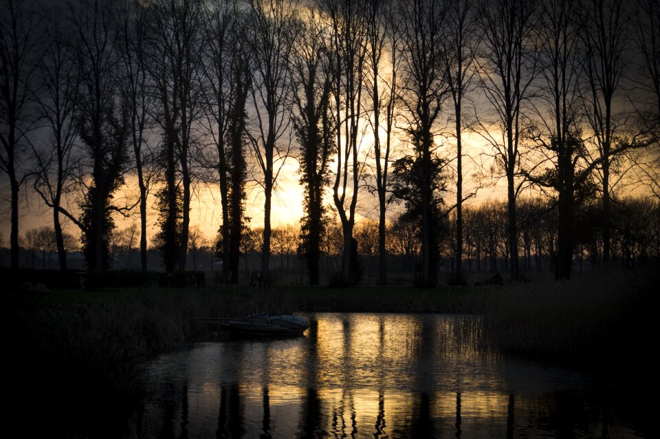 Trees vote abendstimmung