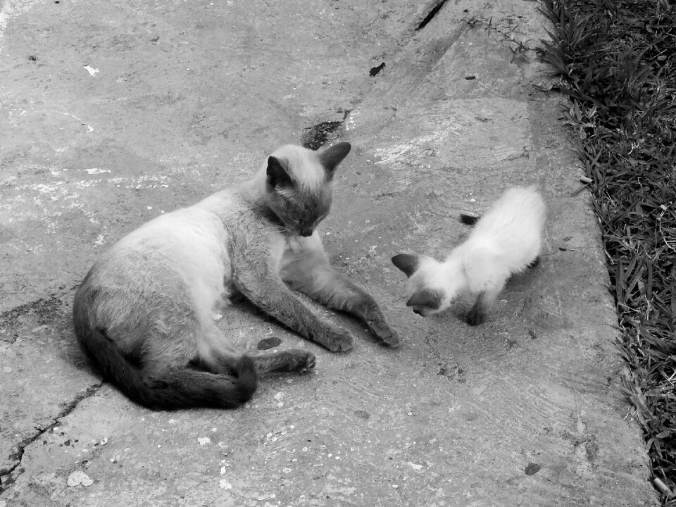 Cats pet animal