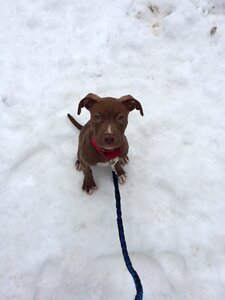 Adorable winter snow photo