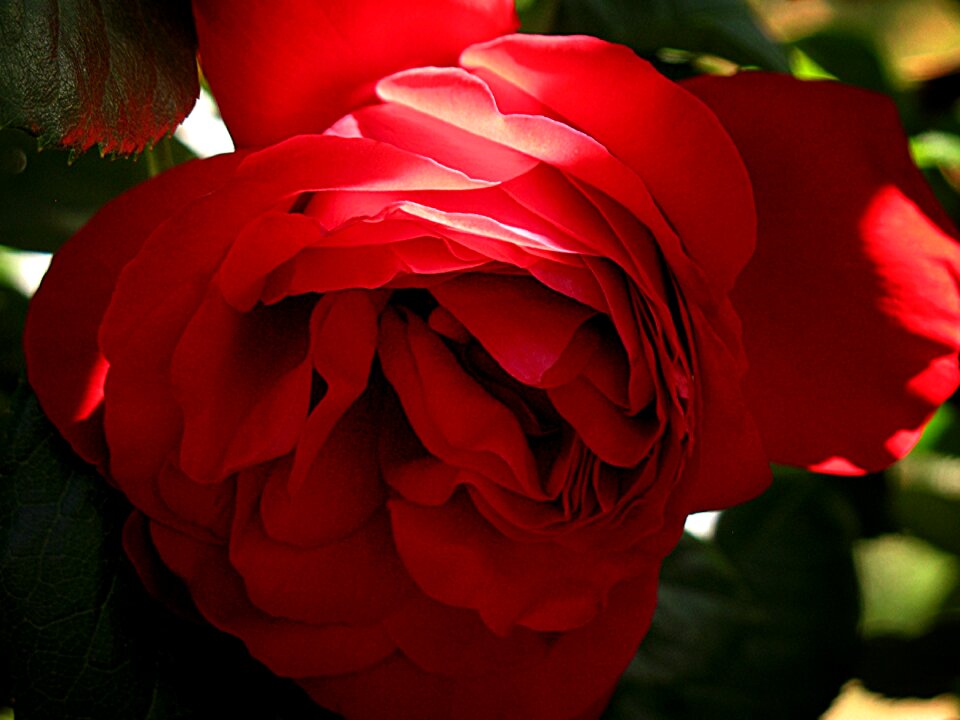 Romance floral romantic
