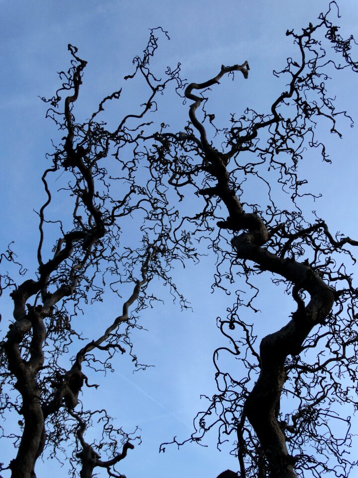 Willow tree tree nature