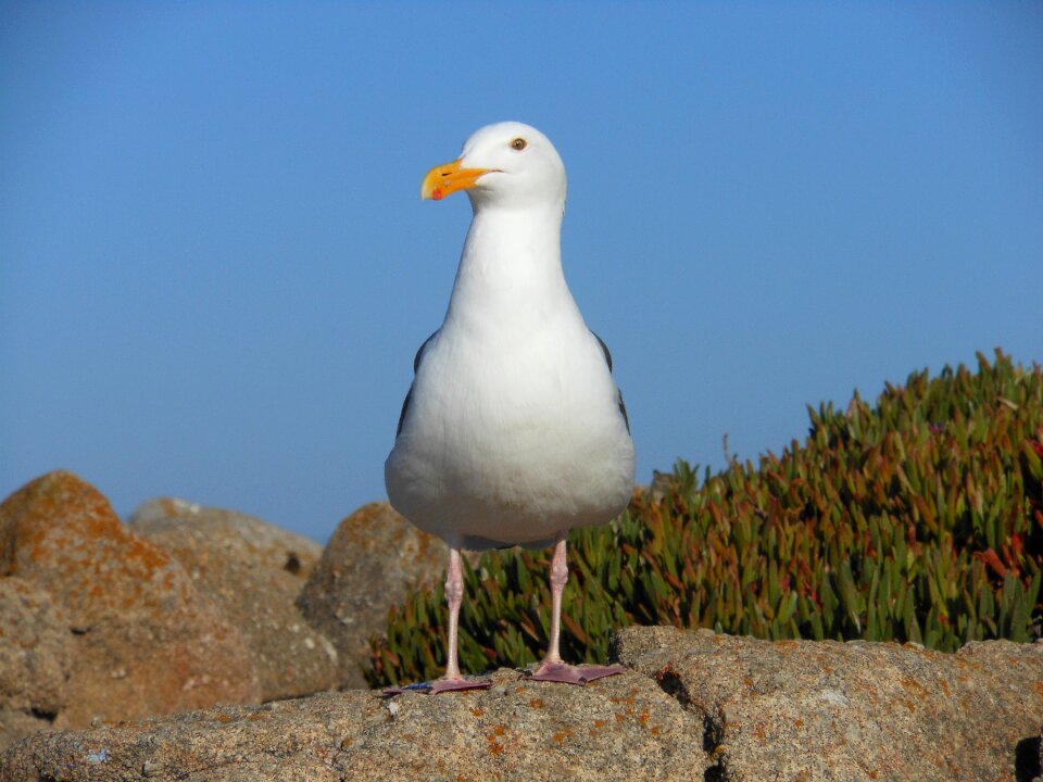 Wildlife animal