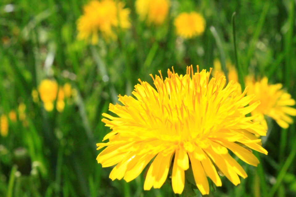 Dandelion flower summer