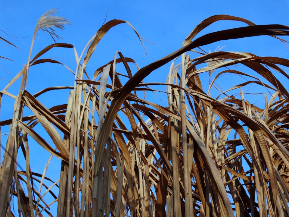 Reed nature Free photos