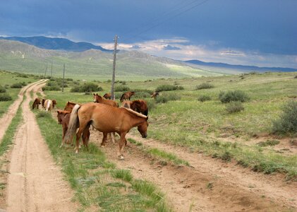 Horses steppe track photo