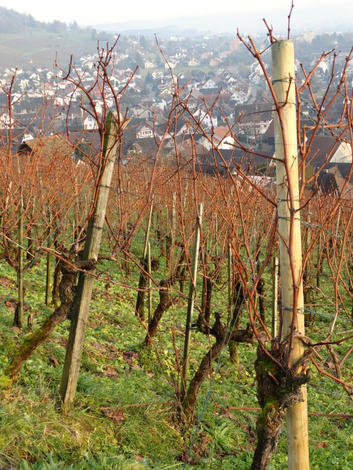Wine village grapevine landscape vine in winter