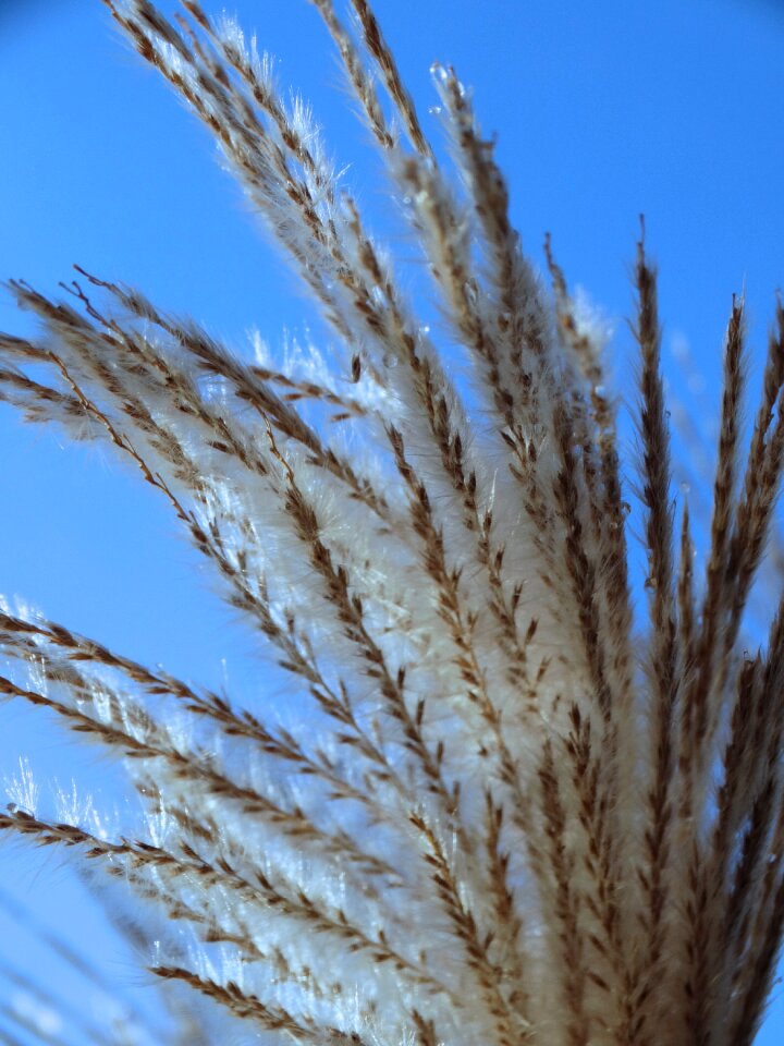 Reed nature Free photos