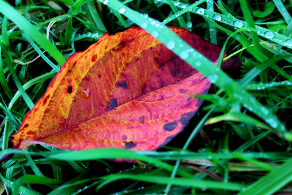 Dewdrop nature macro