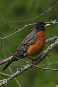 North america tennessee