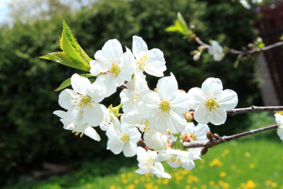 Flowers cherry nature