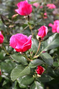 Pink garden roses photo