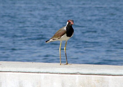 Water lapwing redwattled photo