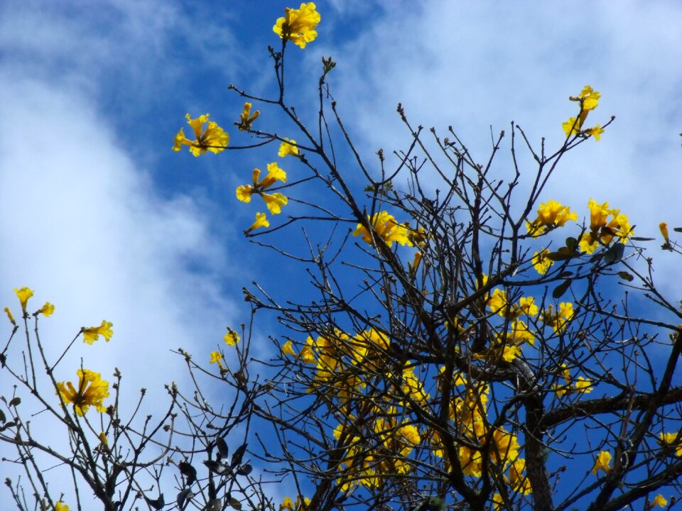 Flowers spring nature