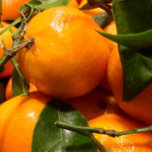 Vitaminhaltig delicious fresh