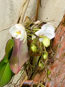 Bloom plant white