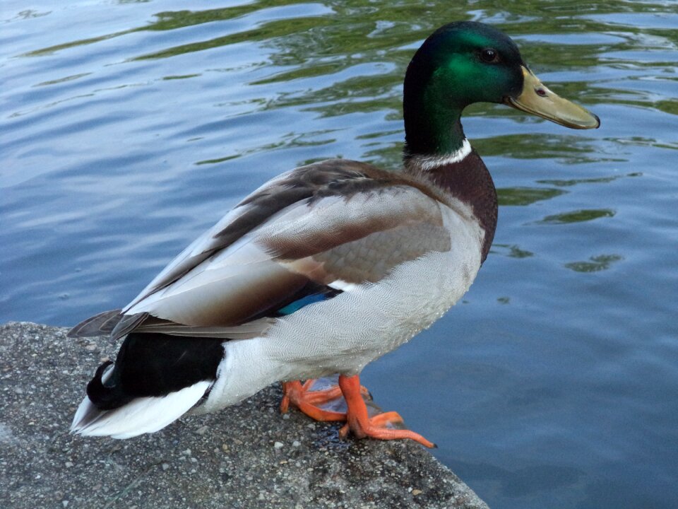 Waterfowl lakeside beak