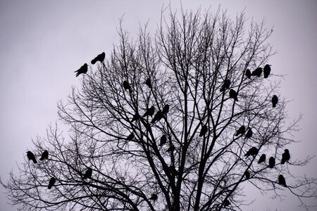 Crow autumn black