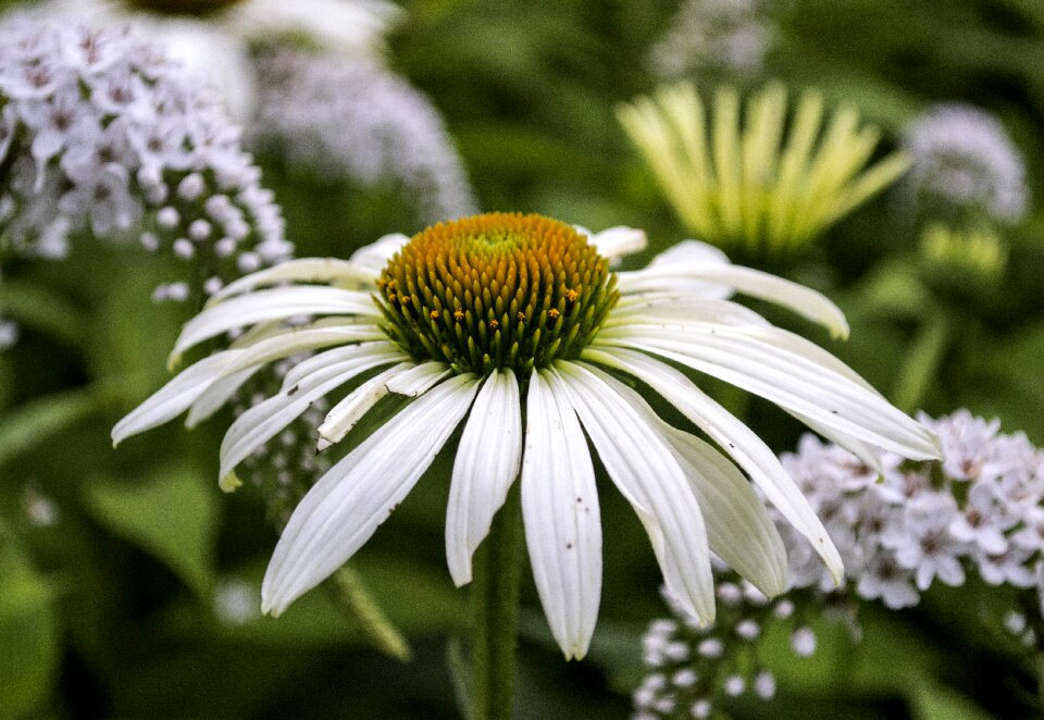 Plant petals stamen