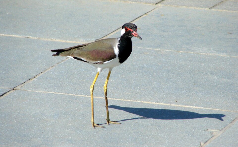 Fauna wildlife avian
