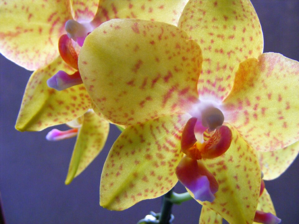 Blossom bloom close up