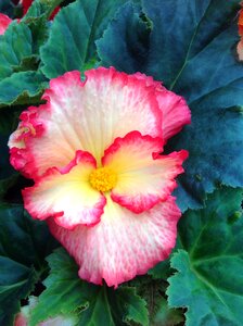 Yellow red