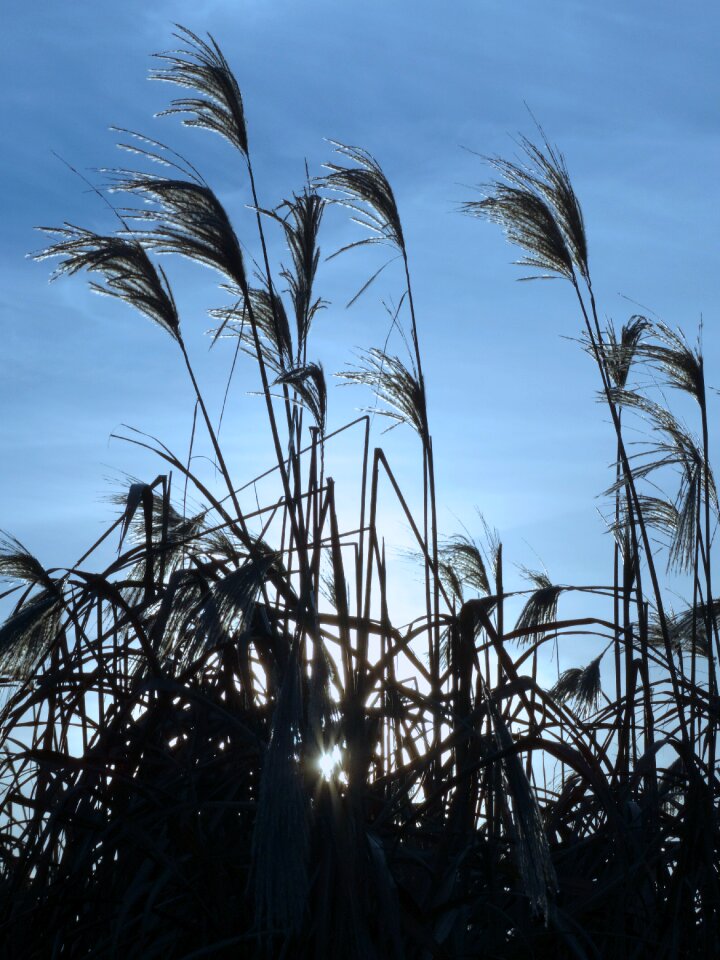 Reed backlighting nature