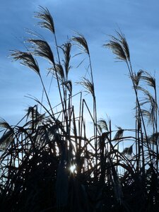 Reed backlighting nature