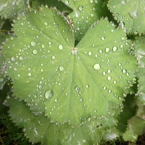 Dewdrop leaves leaf veins