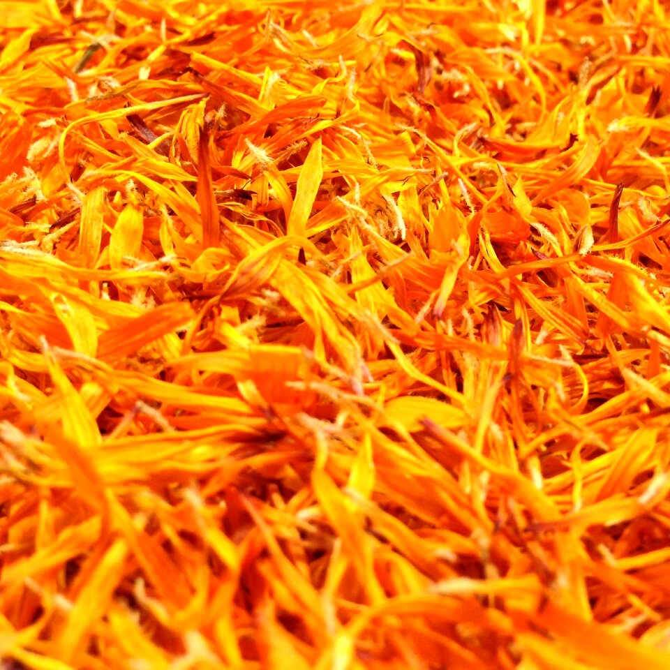 Close up gardening naturopathy