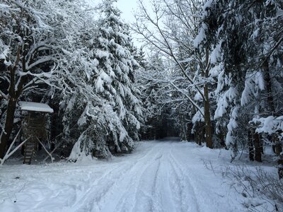 Forest path wintry trees photo