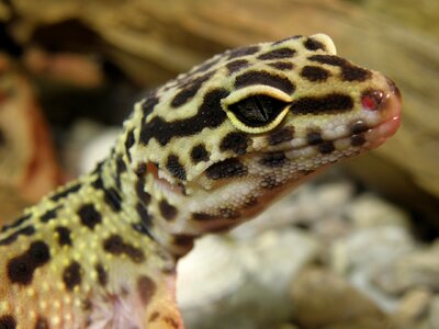Head detail eye