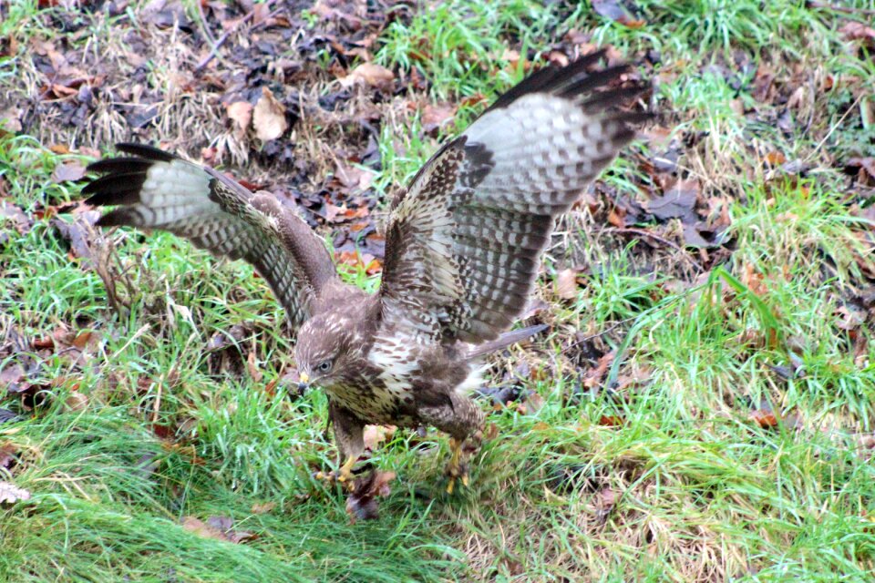 Buzzard bird of prey bird