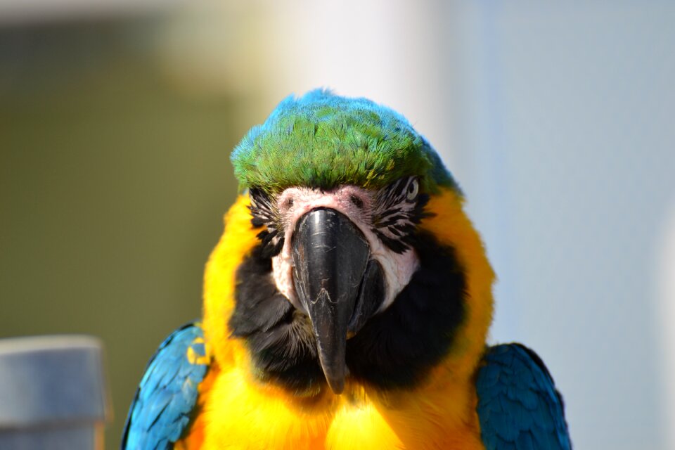 Bird color beak