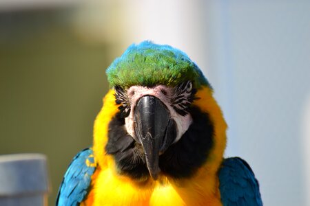 Bird color beak