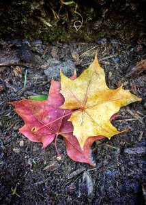Leaves autumn brown