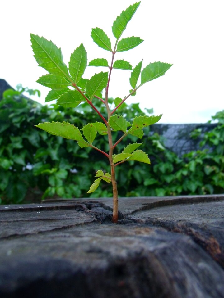 Nature rebirth plant