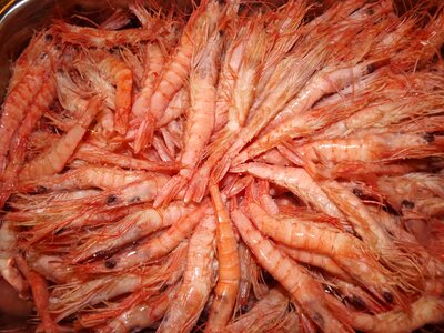 Prawns seafood roe