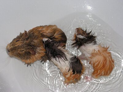 Female wet bath