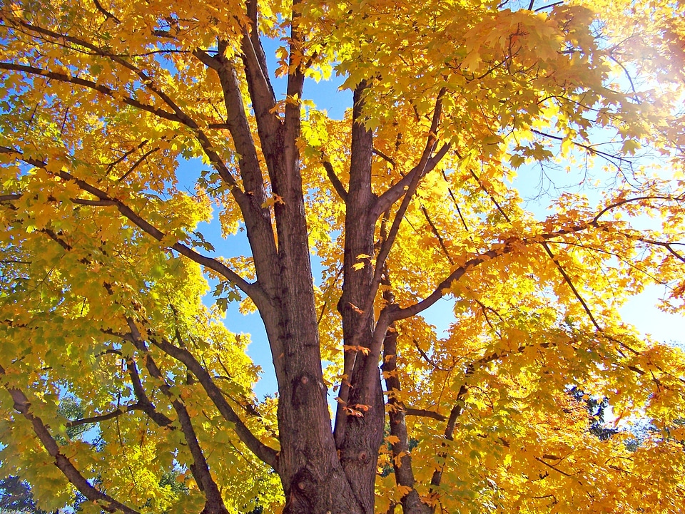 Tree leaves yellow photo