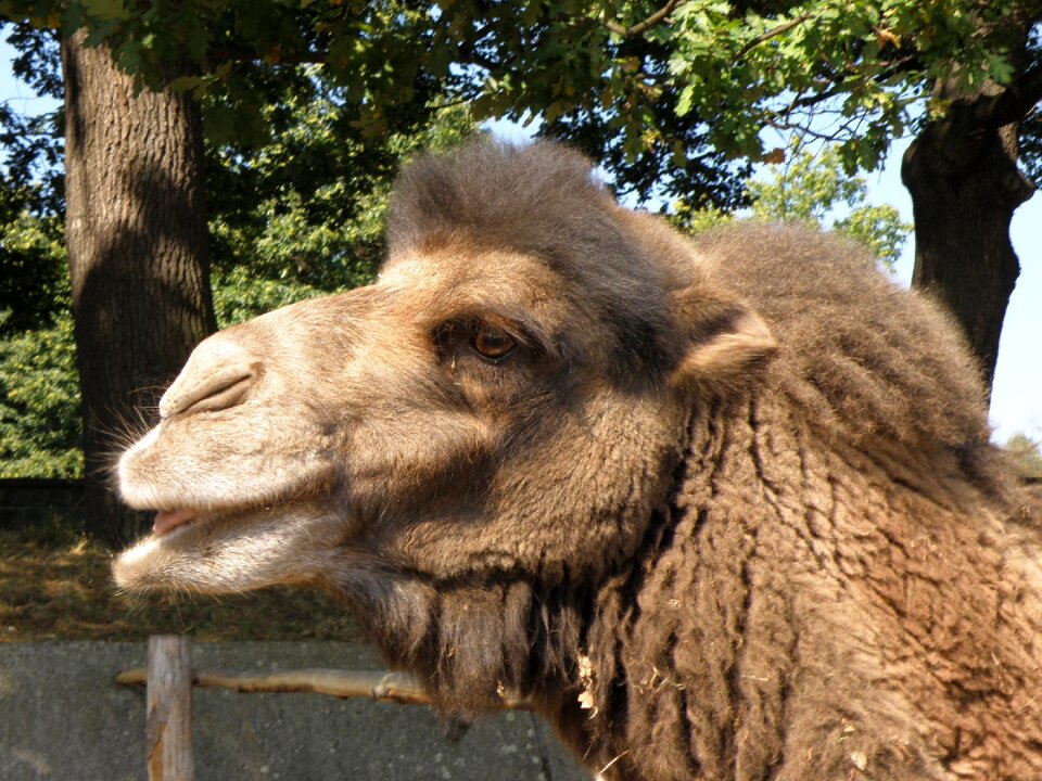 Bactrian camel camel head