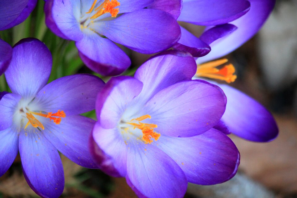 Spring purple spring flower