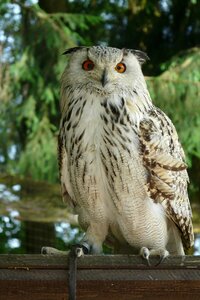 Eagle owl owl bird photo