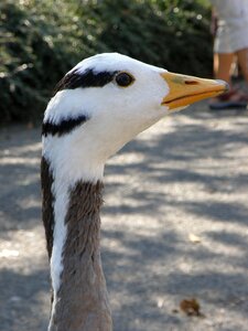 Head neck beak