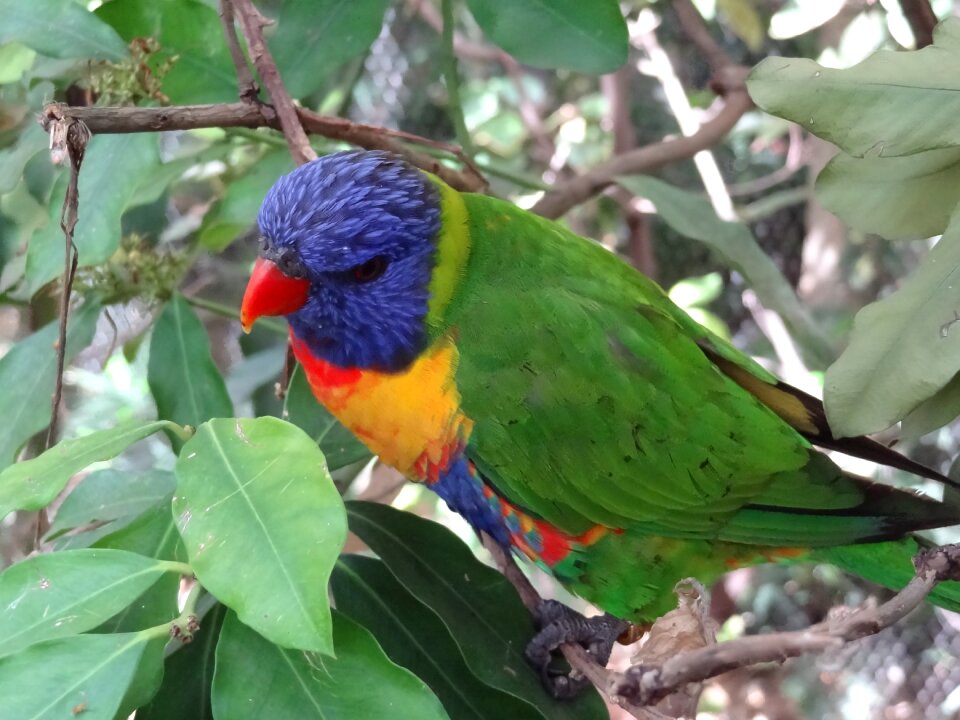 Parrot bird animal
