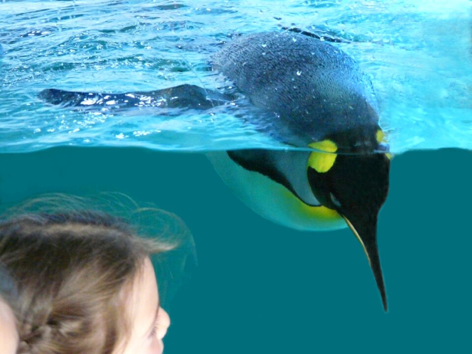 Zoo observation diving
