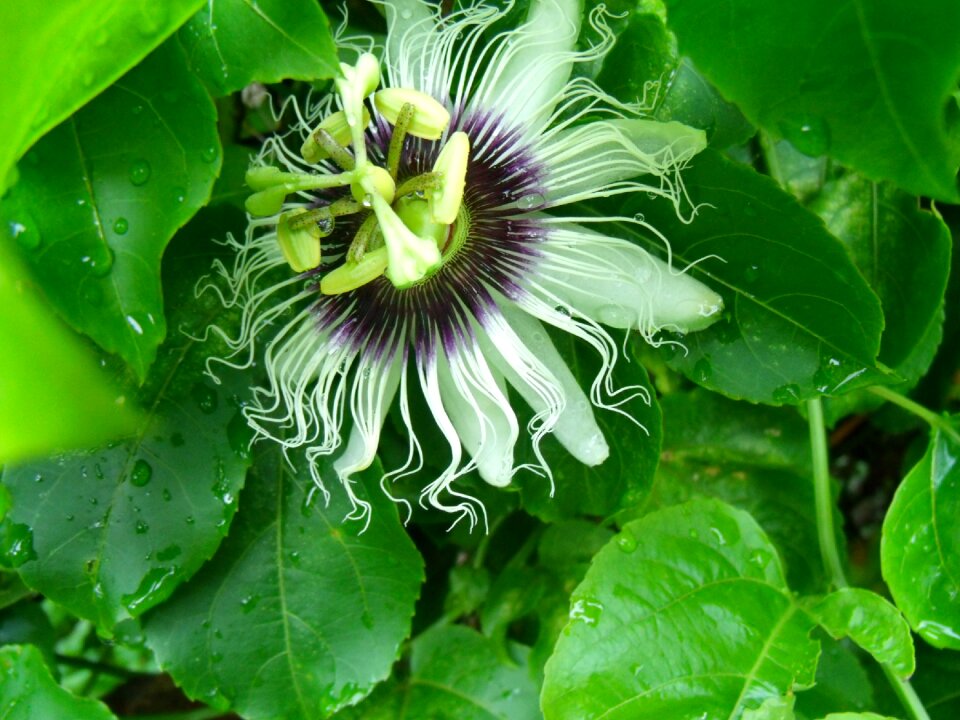Flowers nature fruit