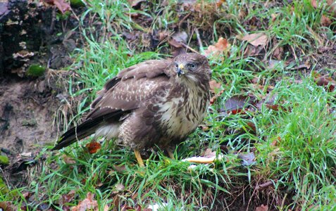 Buzzard bird of prey bird